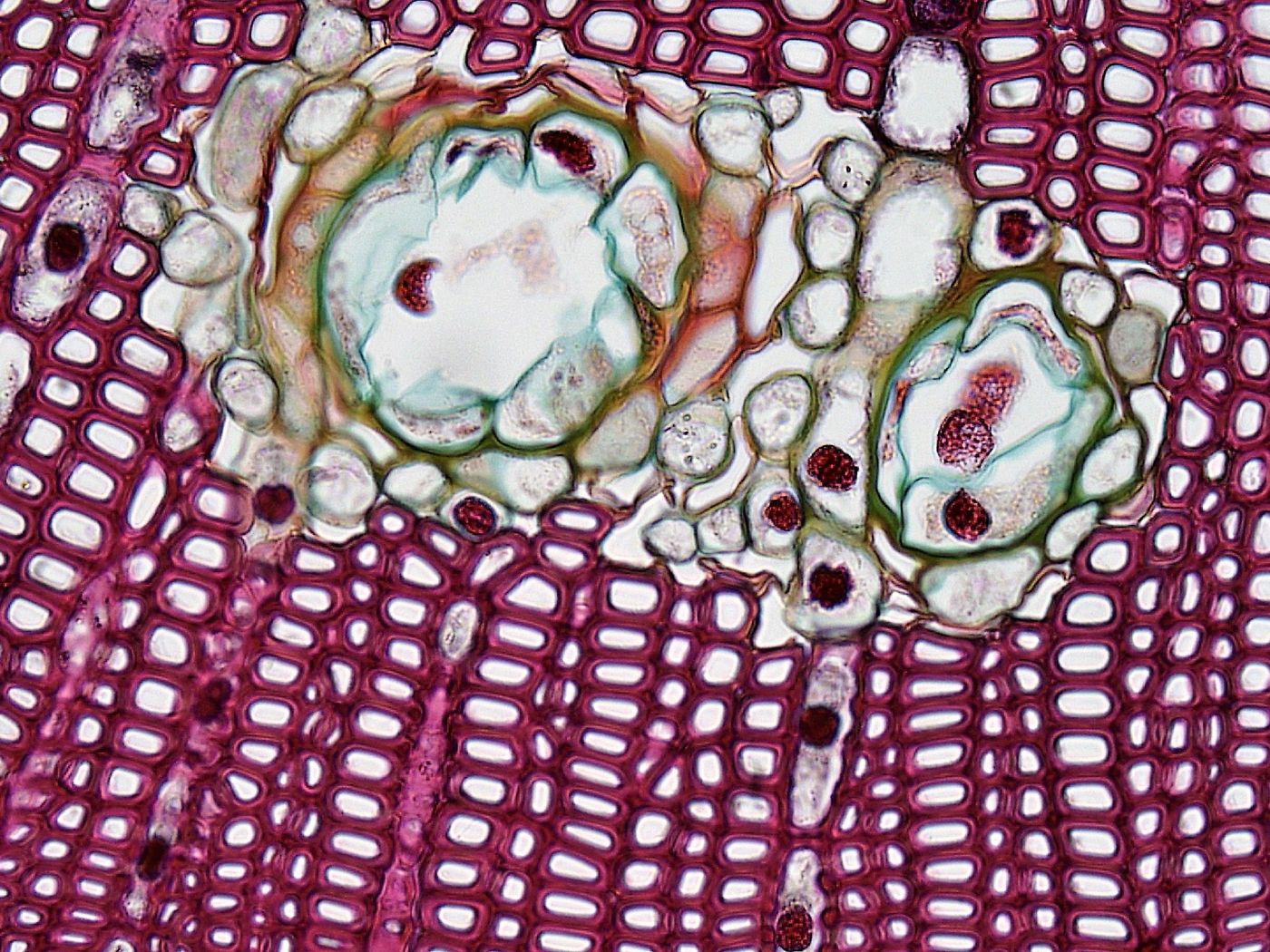 Micrografía de un corte transversal de tejido vegetal teñido, con células de paredes gruesas marcadas en rojo y una cavidad secretora clara en el centro.