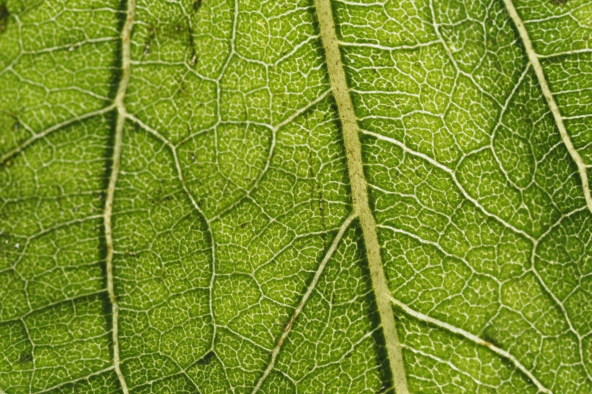 El ciclo de Calvin y la fijación del carbono: cómo la planta fabrica glucosa