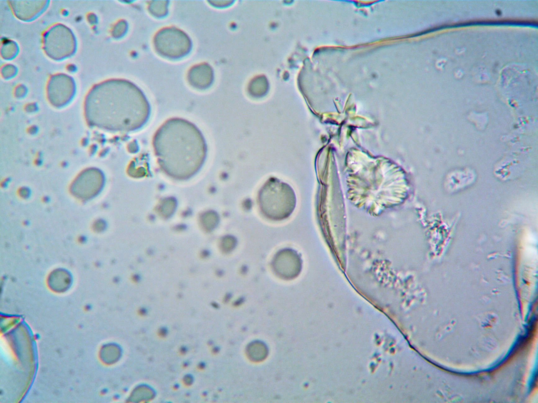Mitosis y regeneración de tejidos: cómo el cuerpo repone sus células