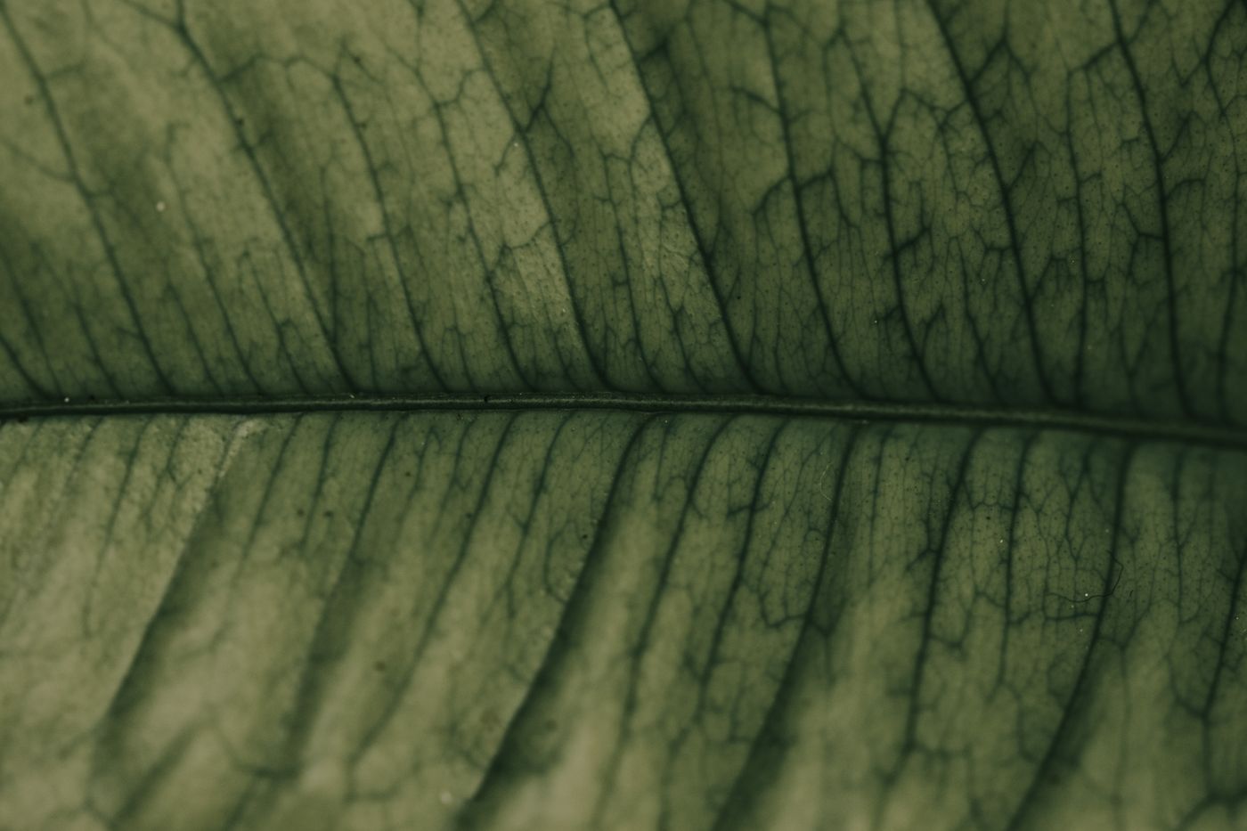 Tejidos y órganos: cómo se construyen las plantas y los animales