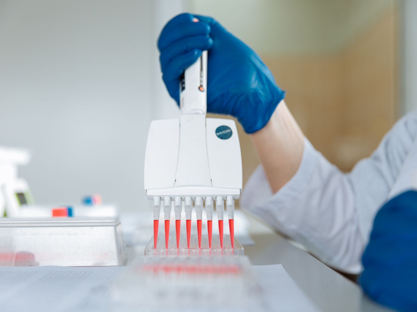 Persona con guantes azules carga muestras con una pipeta multicanal en una placa de pocillos de laboratorio.