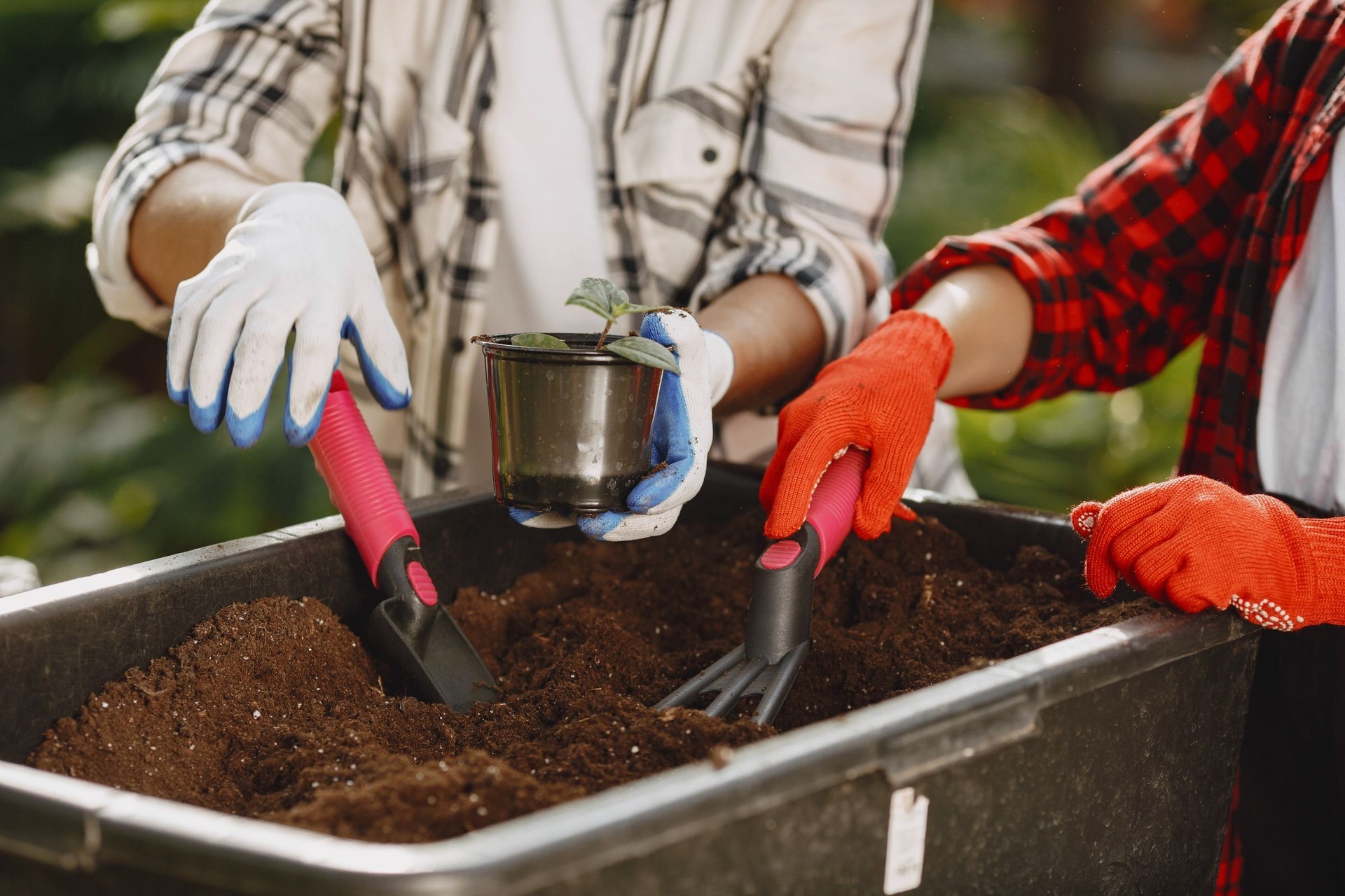 Manos trasplantando una plántula a una maceta con una palita de jardinería