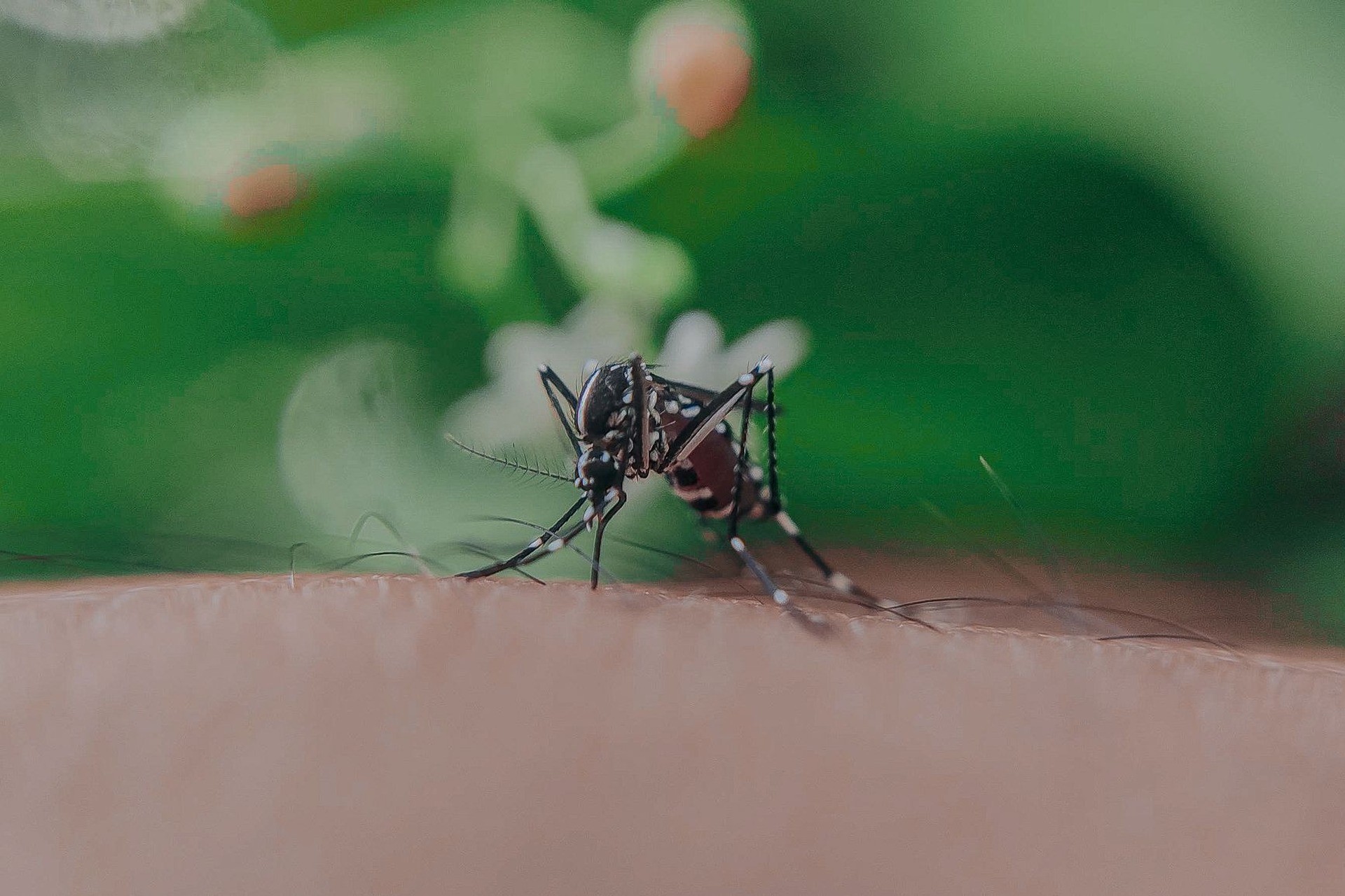 Mosquito con patas rayadas posado sobre piel humana