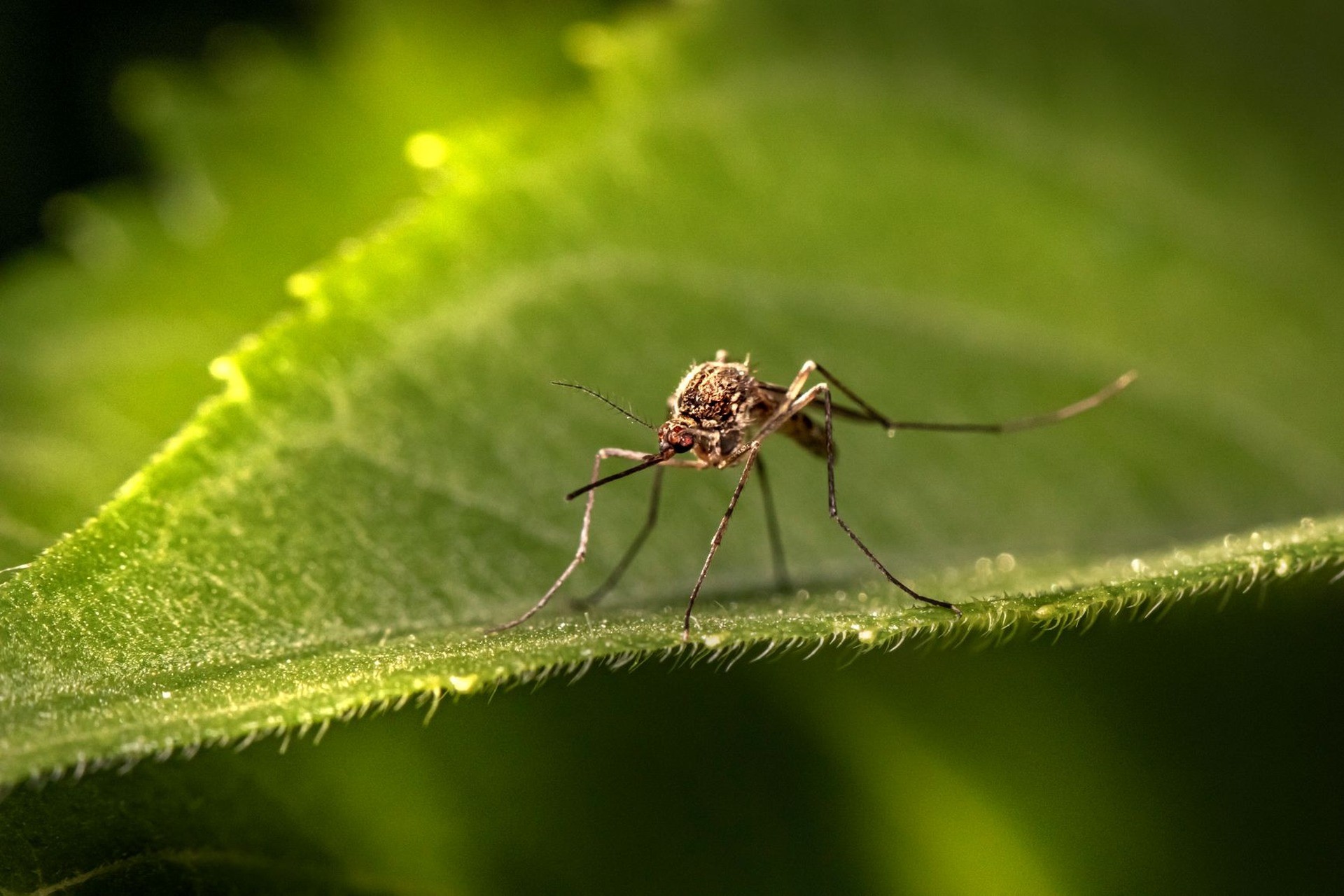 La malaria y otras enfermedades transmitidas por vectores