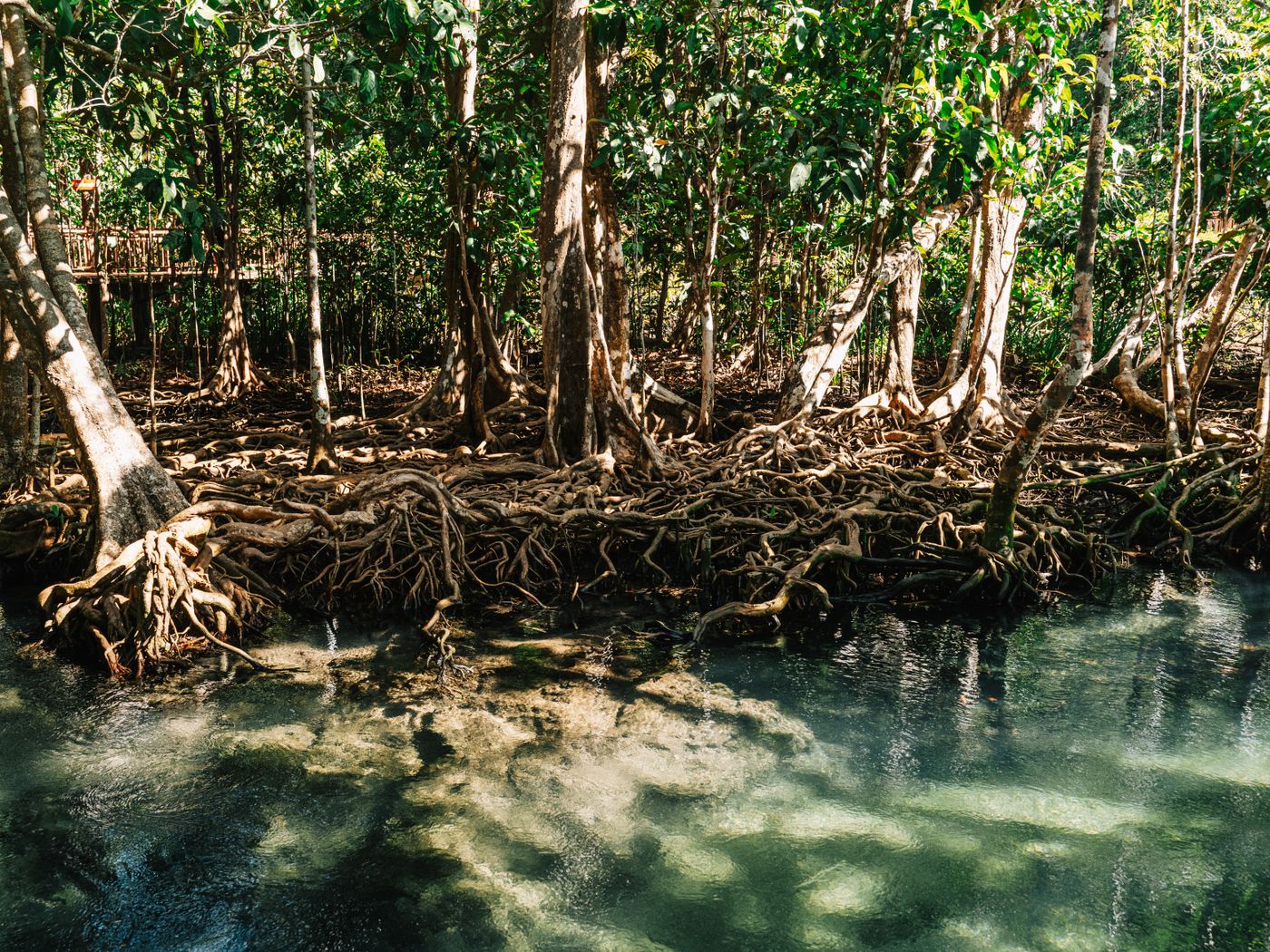 Raíces aéreas de un manglar entrelazadas al borde de un agua somera y transparente.